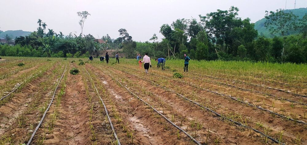 Củ Sâm Nam núi Dành khô
