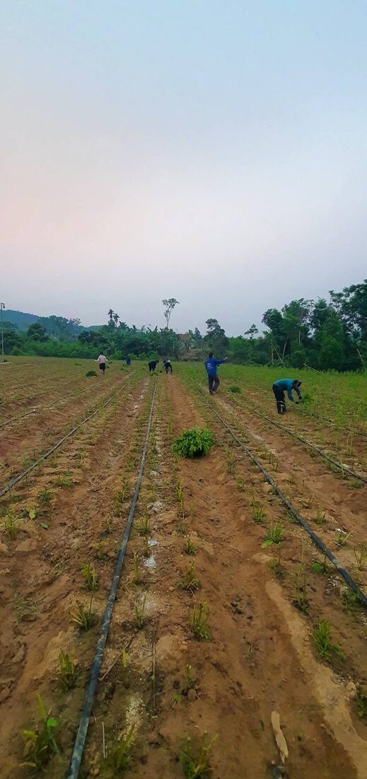 Chăm sóc vườn dược liệu