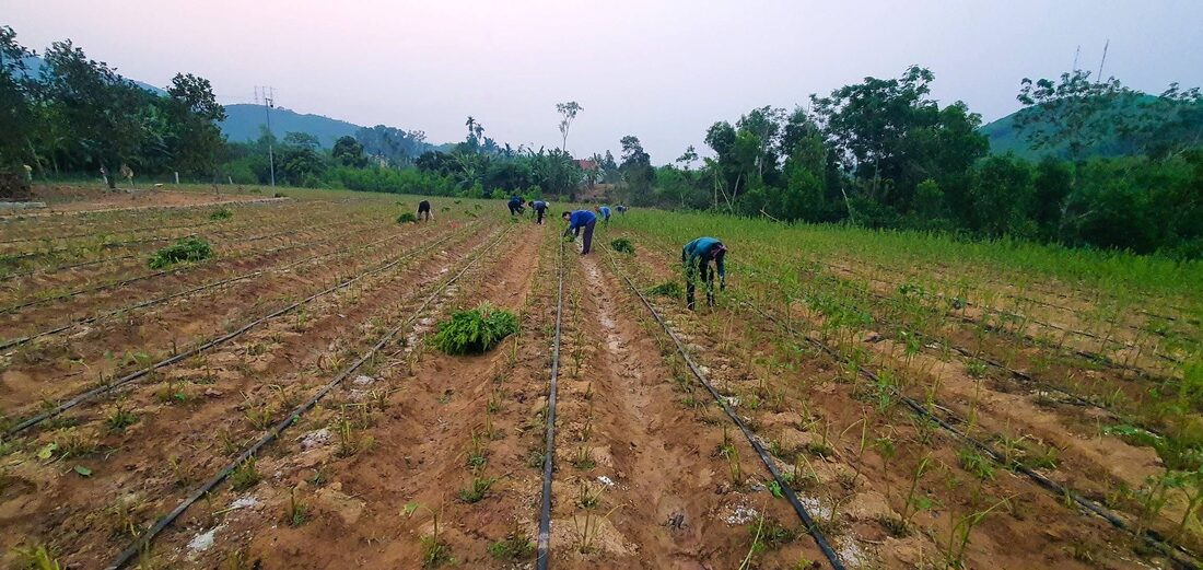 Thu hoạch dược liệu
